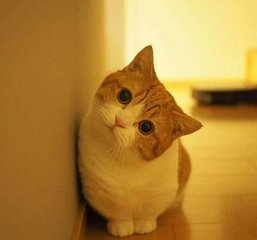 okpay钱包下载手机版
