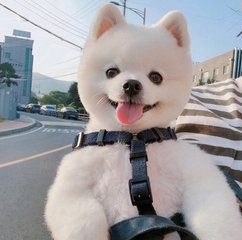 tokenpocket旧版本